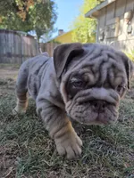 Tobina, a female English Bulldog for sale in Sacramento, CA – 6 of 10
