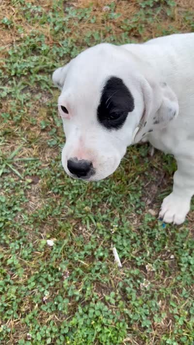 Billy, a male American Pit Bull Terrier for sale in Lake City, SC – 1 of 1