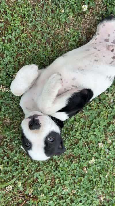Bob, a male American Pit Bull Terrier for sale in Lake City, SC – 1 of 1