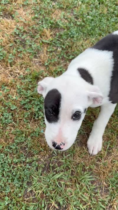 Nick, a male American Pit Bull Terrier for sale in Lake City, SC – 1 of 1