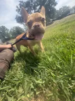 Wrangler, a male French Bulldog for sale in Tampa, FL – 5 of 5