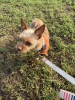 Walle , a male Yorkshire Terrier for sale in Tampa, FL – 5 of 5