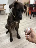 Sweety, a female Perro de Presa Canario for sale in Anniston, AL – Photo 5 of 5