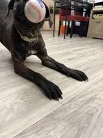 Sweety, a female Perro de Presa Canario for sale in Anniston, AL – Photo 3 of 5