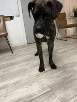 Sweety, a female Perro de Presa Canario for sale in Anniston, AL – Photo 2 of 5