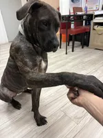 Sweety, a female Perro de Presa Canario for sale in Anniston, AL – Photo 4 of 5