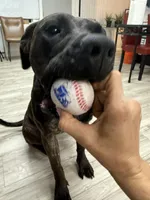 Sweety, a female Perro de Presa Canario for sale in Anniston, AL – Photo 1 of 5