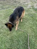 Kaiser, a male German Shepherd Dog for sale in Tampa, FL – 5 of 5