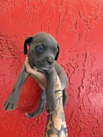 Blue girl, a female Cane Corso for sale in Tampa, FL – 2 of 5