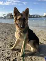 Caliber , a male German Shepherd Dog for sale in Tampa, FL – 1 of 10