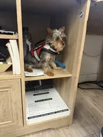 Benny, a male Yorkshire Terrier for sale in Atlanta, GA – 3 of 4