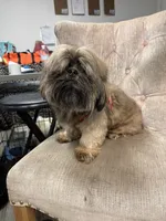 Ronnie, a male Shih Tzu for sale in Tampa, FL – 4 of 5
