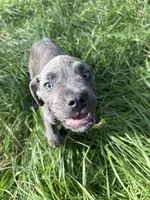 Corso pups, a female Cane Corso for sale in Atlanta, GA – 7 of 10