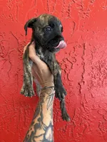 Bella, a female Cane Corso for sale in Tampa, FL – 3 of 5