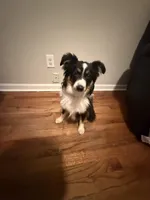 Comet, a male Toy Australian Shepherd for sale in Tampa, FL – Photo 3 of 5