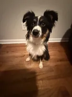 Comet, a male Toy Australian Shepherd for sale in Tampa, FL – Photo 1 of 5