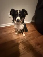 Comet, a male Toy Australian Shepherd for sale in Tampa, FL – Photo 2 of 5