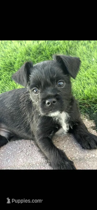 Moose – French Bulldog, Yorkshire Terrier puppy for sale in Tampa, FL