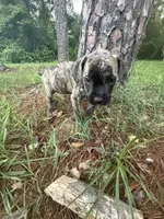 Corso pups, a female Cane Corso for sale in Atlanta, GA – 3 of 10