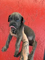 King, a male Cane Corso for sale in Tampa, FL – 5 of 5