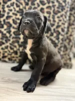 Suki, a female Cane Corso for sale in Guin, AL – 5 of 6