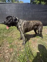Maple, a male English Mastiff for sale in Tampa, FL – Photo 6 of 7