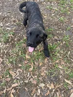 Maple, a male English Mastiff for sale in Tampa, FL – Photo 7 of 7