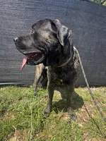 Maple, a male English Mastiff for sale in Tampa, FL – Photo 4 of 7