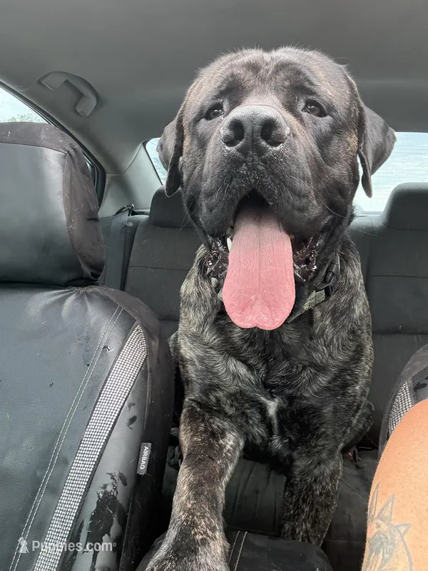 Maple – English Mastiff puppy for sale in Tampa, FL