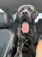 Maple, a male English Mastiff for sale in Tampa, FL – Photo 1 of 7