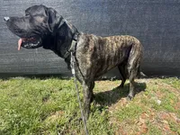 Maple, a male English Mastiff for sale in Tampa, FL – Photo 5 of 7