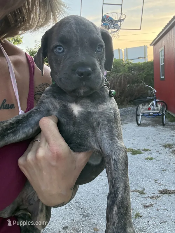 King – Cane Corso puppy for sale in Tampa, FL