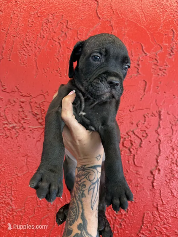 Thor  – Cane Corso puppy for sale in Tampa, FL