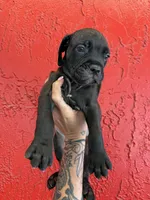 Thor , a female Cane Corso for sale in Tampa, FL – 1 of 4