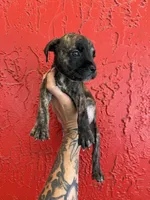 Bella, a female Cane Corso for sale in Tampa, FL – 4 of 5