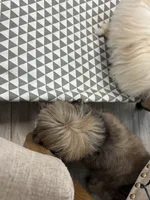Ronnie, a male Shih Tzu for sale in Tampa, FL – 5 of 5