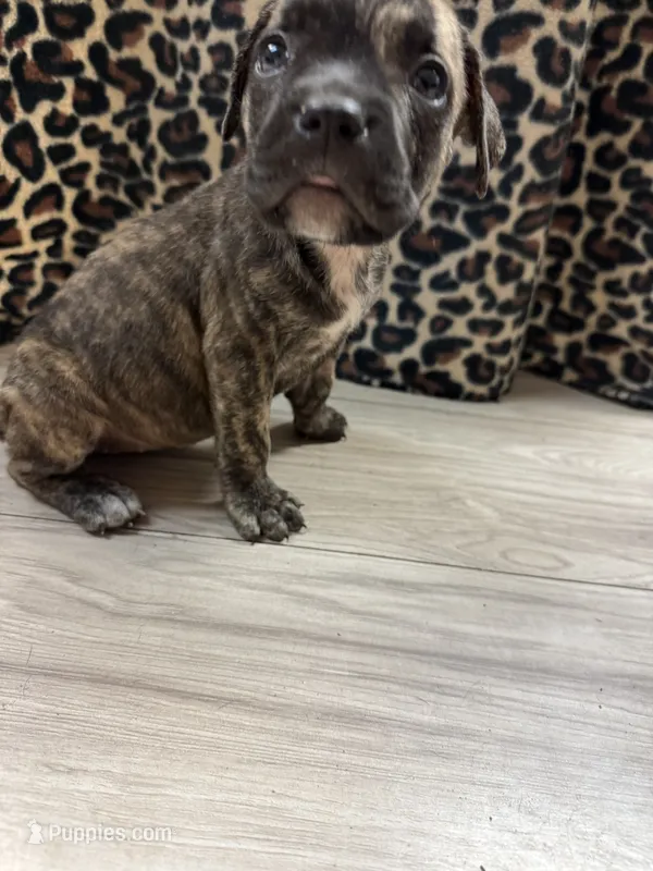Bella – Cane Corso puppy for sale in Tampa, FL