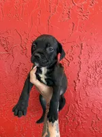 Suki, a female Cane Corso for sale in Tampa, FL – 1 of 4