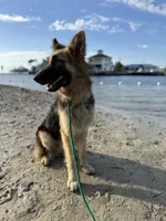 Caliber , a male German Shepherd Dog for sale in Tampa, FL – 6 of 10