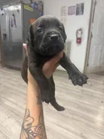 Thor , a male Cane Corso for sale in Tampa, FL – Photo 5 of 5