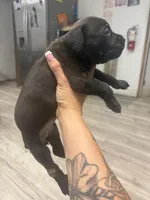 Thor , a male Cane Corso for sale in Tampa, FL – Photo 4 of 5