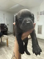 Thor , a male Cane Corso for sale in Tampa, FL – Photo 2 of 5