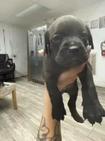 Thor , a male Cane Corso for sale in Tampa, FL – Photo 3 of 5