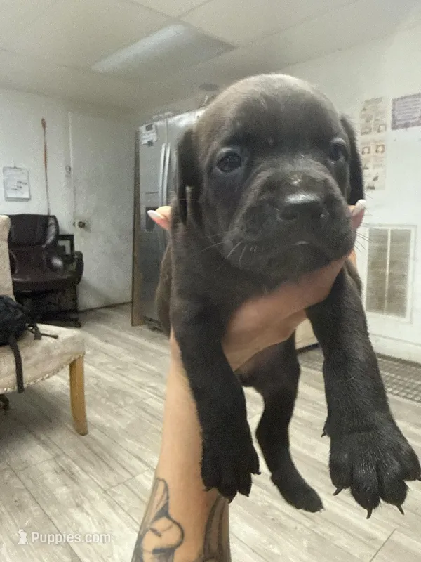 Thor  – Cane Corso puppy for sale in Tampa, FL