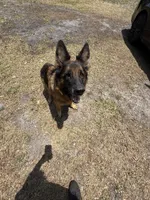 Savanna , a female German Shepherd Dog for sale in Tampa, FL – 7 of 7