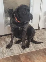 Coming soon!, a  English Mastiff for sale in Tampa, FL – Photo 7 of 10