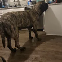 Coming soon!, a  English Mastiff for sale in Tampa, FL – Photo 4 of 10