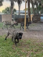 Coming soon!, a  English Mastiff for sale in Tampa, FL – Photo 10 of 10