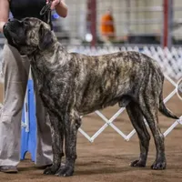 Coming soon!, a  English Mastiff for sale in Tampa, FL – Photo 3 of 10