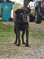 Coming soon!, a  English Mastiff for sale in Tampa, FL – Photo 5 of 10